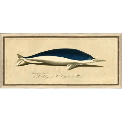 Wendover Art Group Vintage Dolphin Ii - Picture Frame Painting On Paper In Ivory;navy