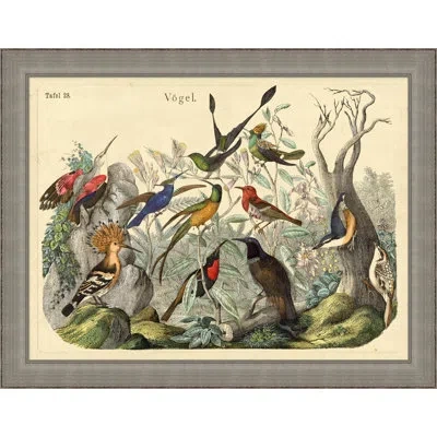 Wendover Art Group Vogels Aviary 2 - Picture Frame Graphic Art In Brown;gray;beige
