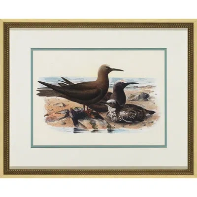 Wendover Art Group Water Birds Series - Picture Frame Graphic Art In Blue;brown;white