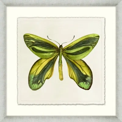 Wendover Art Group Watercolor Butterfly 22 - Picture Frame Painting On Paper In Green;beige