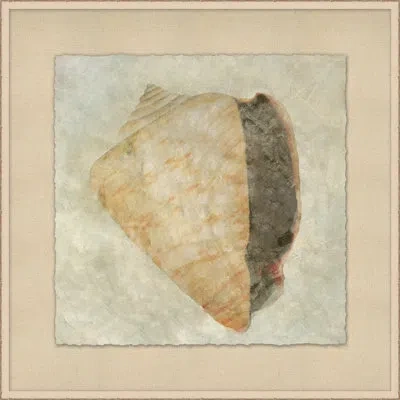 Wendover Art Group Watercolor Shell 4 - Picture Frame Painting In Brown;gray;beige