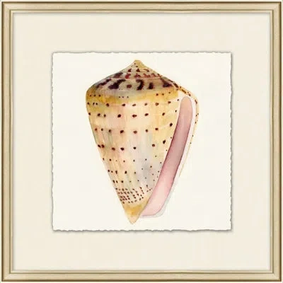 Wendover Art Group Watercolor Shell Collection 9 - Picture Frame Painting On Paper In Beige