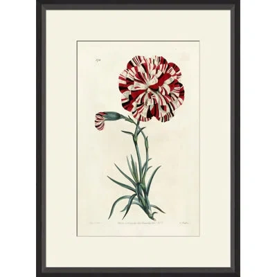 Wendover Art Group Watts Carnation I - Picture Frame Graphic Art On Paper In Green;red;ivory