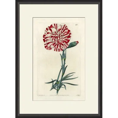 Wendover Art Group Watts Carnation Ii - Picture Frame Painting On Paper In White;green;red