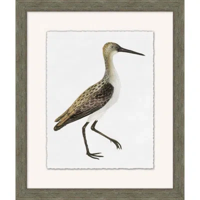 Wendover Art Group Wetland Bird Study 5 - Picture Frame Painting On Paper In Brown;white
