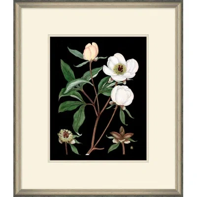 Wendover Art Group White Floral On Black 3 - Picture Frame Painting On Paper In Brown;white;green