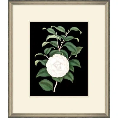 Wendover Art Group White Floral On Black 4 - Picture Frame Painting On Paper In Black;green;cream
