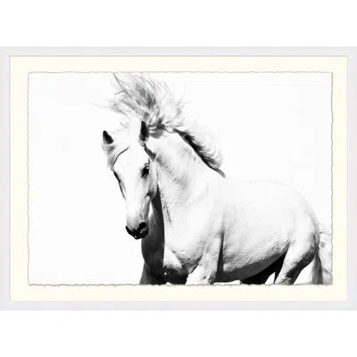 Wendover Art Group White Horse - Picture Frame Photograph On Paper In Black;white;gray