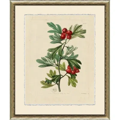 Wendover Art Group Wilts Red Berries I - Picture Frame Graphic Art On Paper In Green;beige