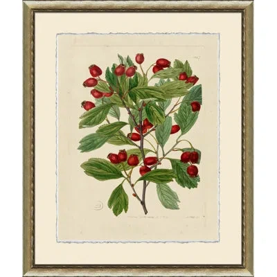 Wendover Art Group Wilts Red Berries Ii - Picture Frame Graphic Art On Paper In Green;red;beige