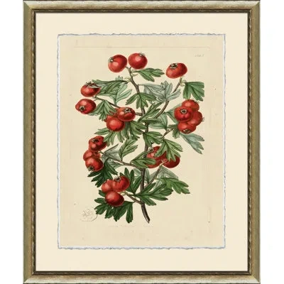 Wendover Art Group Wilts Red Berries Iii - Picture Frame Graphic Art On Paper In Green;red;beige
