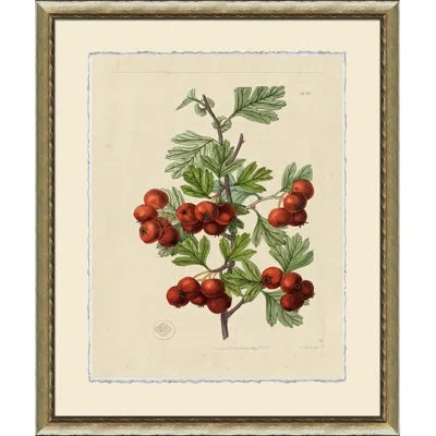 Wendover Art Group Wilts Red Berries Iv - Picture Frame Graphic Art On Paper In Green;red;beige