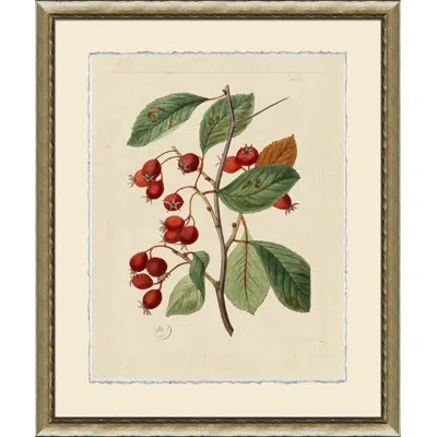 Wendover Art Group Wilts Red Berries V - Picture Frame Graphic Art On Paper In Green;red;beige