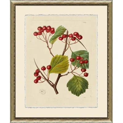 Wendover Art Group Wilts Red Berries Vi - Picture Frame Graphic Art On Paper In Green;red;beige