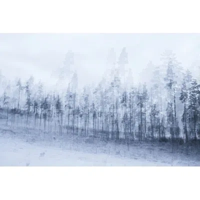 Wendover Art Group Winter Trees - Photograph In Blue;white
