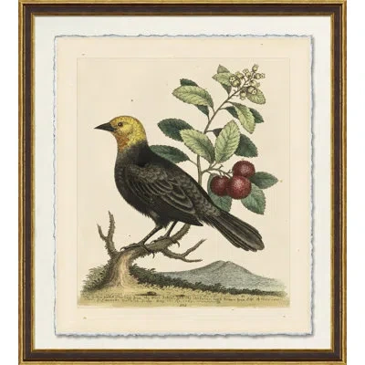 Wendover Art Group Yellow Headed Starling - Picture Frame Print On Paper In Black;green;yellow
