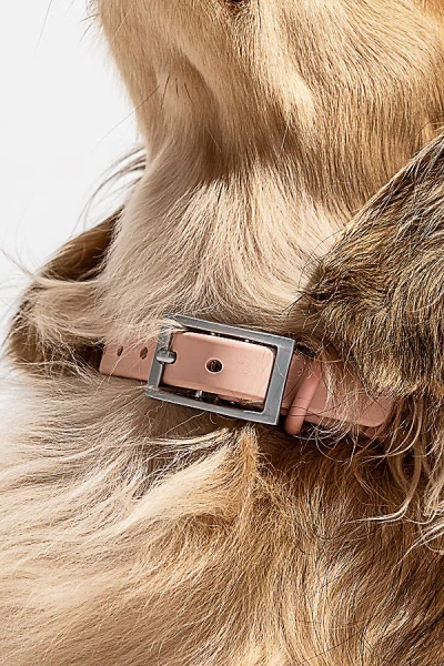Wild One Dog Collar In Blush At Urban Outfitters In Brown