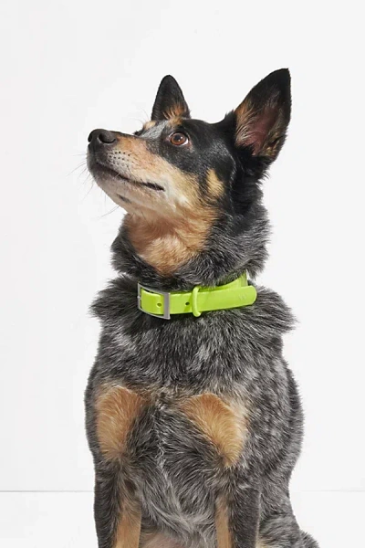 Wild One Dog Collar In Limeade At Urban Outfitters In Green