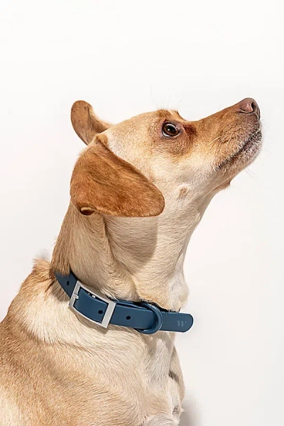 Wild One Dog Collar In Navy At Urban Outfitters In Blue