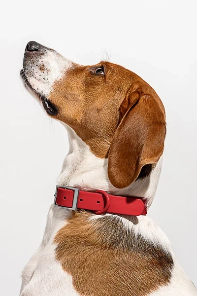 Wild One Dog Collar In Strawberry At Urban Outfitters In Red