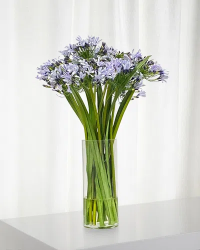 Winward Agapanthus In Glass Vase