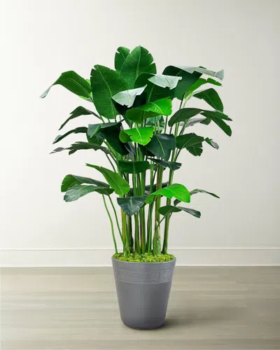 Winward Home Banana Palm In Planter, 84" In Multi