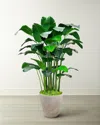Winward Home Banana Palm In Planter, 84" In Green Taupe