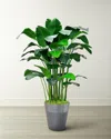 Winward Home Banana Palm In Planter, 84" In Green/grey