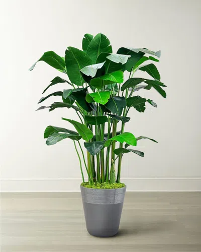 Winward Home Banana Palm In Planter, 84" In Green/grey