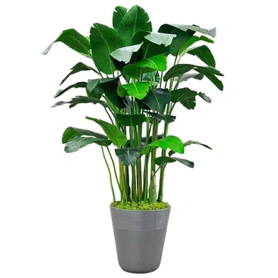 Winward Home Banana Palm In Planter In Gray