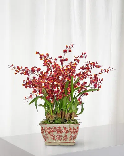 Winward Home Dancing Oncidium In Longline Planter In Burgundy