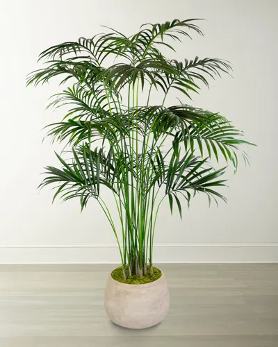 Winward Home Kentia Large Palm In Planter In Green