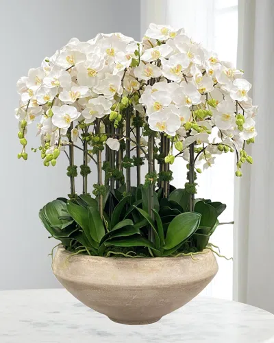Winward Home Orchid Arrangement In Tapered Bowl In White