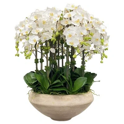 Winward Home Orchid In Bowl With Taper Bottom In White