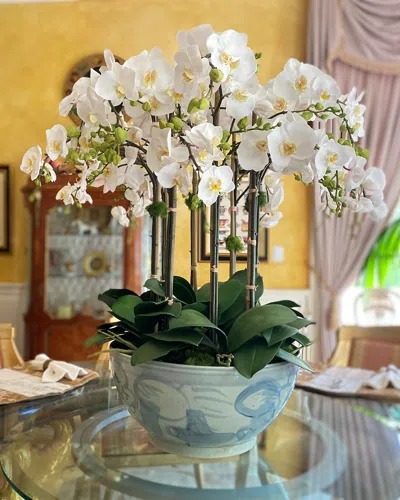 Winward Home Orchid In Ceramic Bowl In White