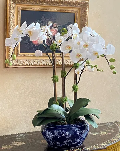 Winward Home Orchid In Fish Bowl In White