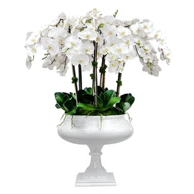 Winward Home Orchid In Footed Roman Planter In Multi