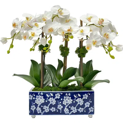 Winward Home Orchid In Longlife Arranger In Blue