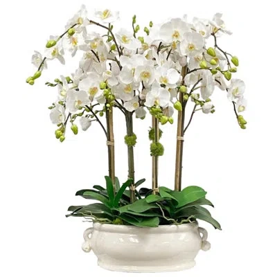 Winward Home Orchid In Oval Cache Pot In White