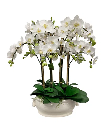 Winward Home Orchid In Oval Cache Pot In White