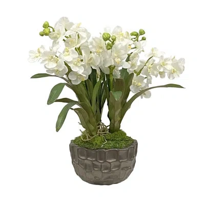 Winward Home Orchid In Pot
