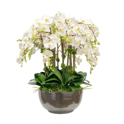 Winward Home Orchid Phalaenopsis In Bowl In White