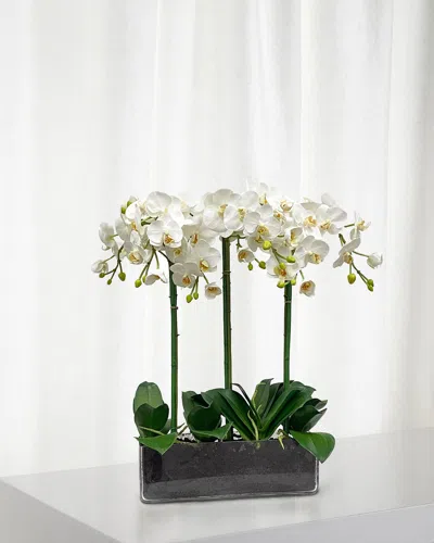 Winward Home Orchid Phalaenopsis In Glass In White