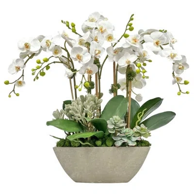 Winward Home Orchid Succulent In Planter In White