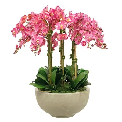 Winward Home Orchids In Bowl In Multi
