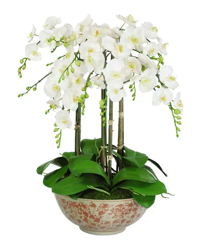Winward Home Orchids In Long Life Bowl In Multi