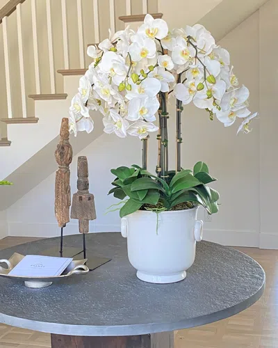 Winward Home Phalaenopsis In Cache Pot In White