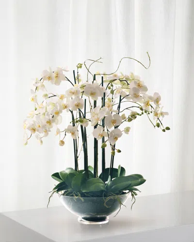 Winward Home Phalaenopsis In Glass Bowl In White