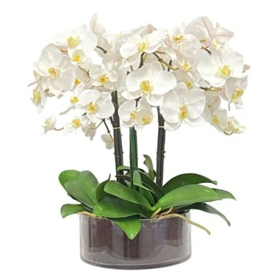 Winward Home Phalaenopsis In Open Cylinder Vase In Multi