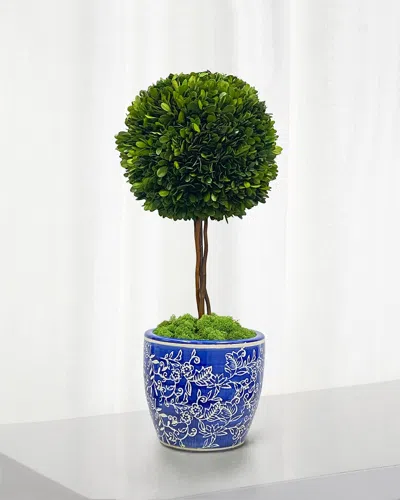 Winward Home Preserved Boxwood Ball Topiary In Porcelain Pot - 24" In Green